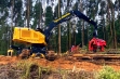 Tigercat купить